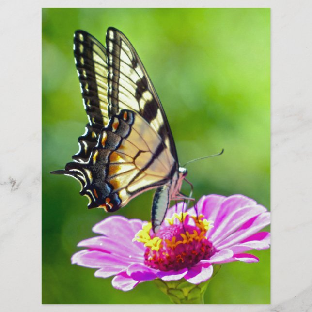 Lámina Mariposa de cola cruda (Anverso)