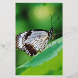 Lámina Mariposa marrón oscura y gris