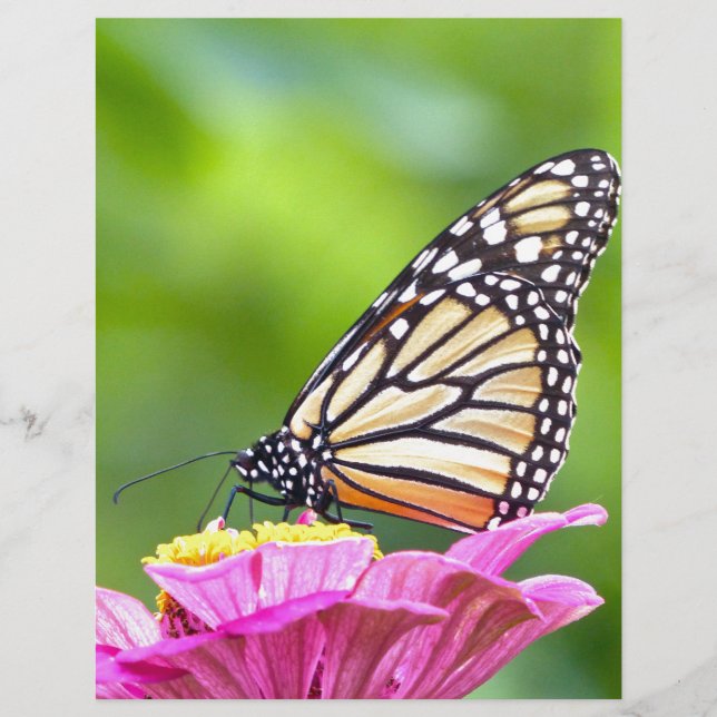 Lámina Mariposa monarca (Anverso)
