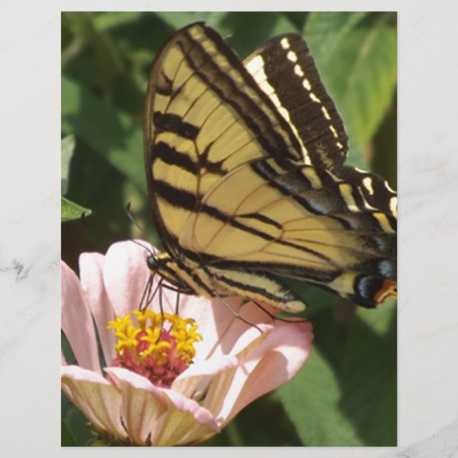Lámina Mariposa y flor (Anverso)