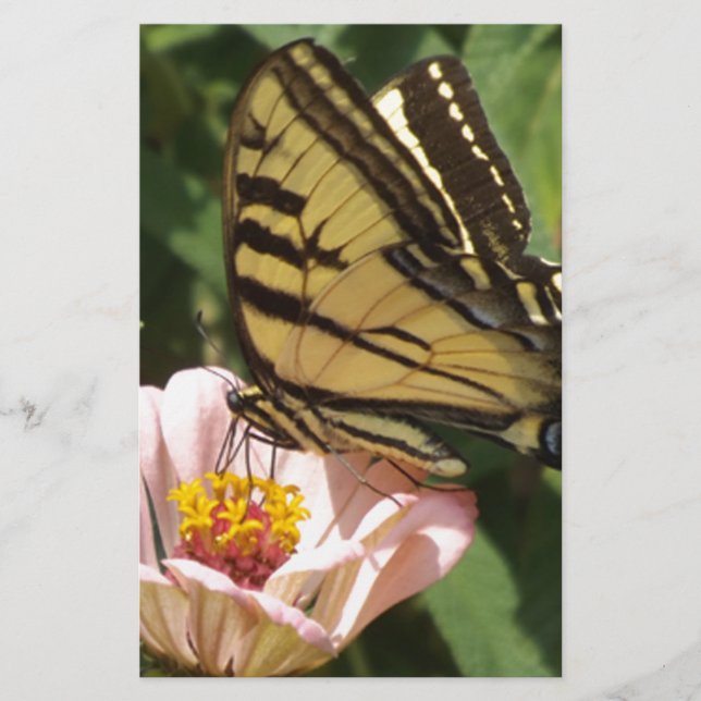 Lámina Mariposa y flor (Anverso)