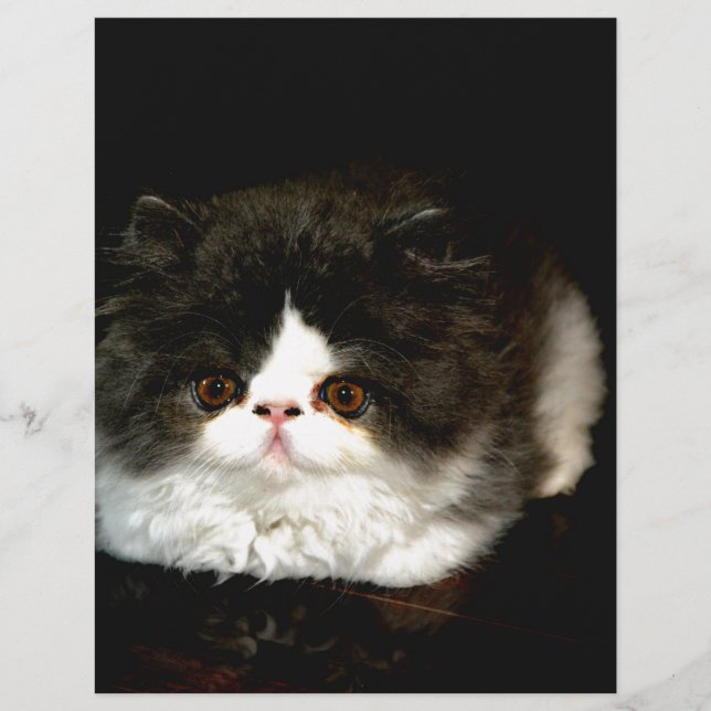 Lámina Mascota de gatito blanco y negro (Anverso)