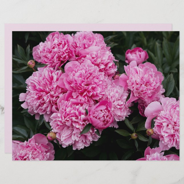 Lámina Moody and elegant pink peony  Scrapbook Paper (Anverso / Reverso)