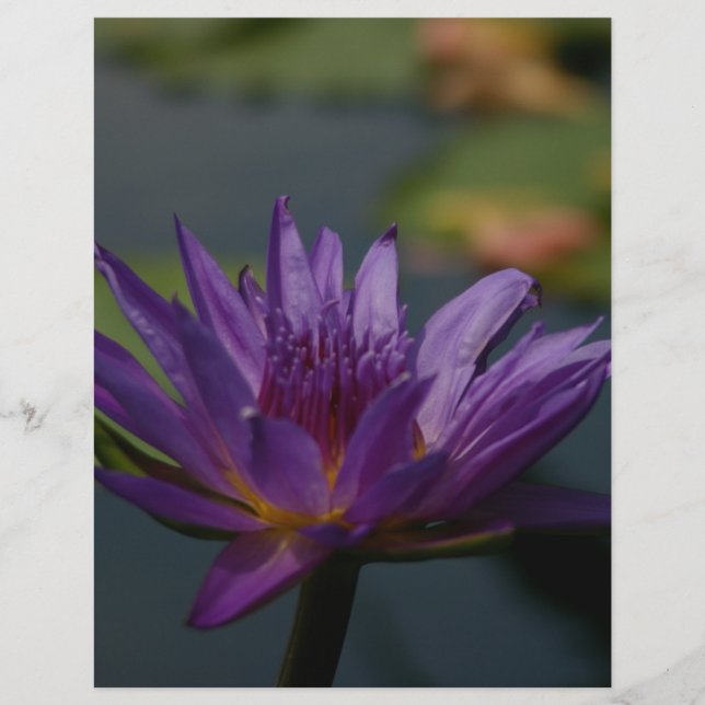 Lámina Morple Waterlily (Anverso)