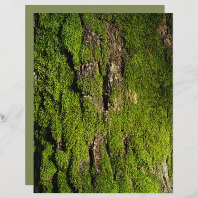 Lámina Moss on tree bark scrapbook paper (Anverso / Reverso)
