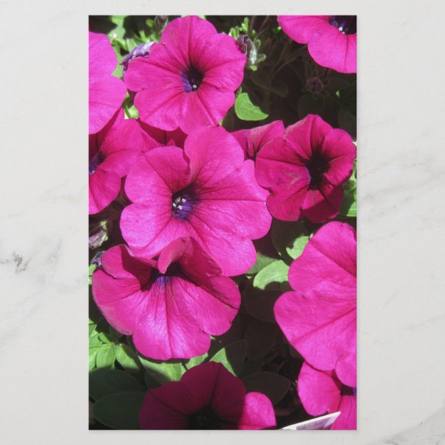 Lámina Muchas Petunias Moradas (Anverso)