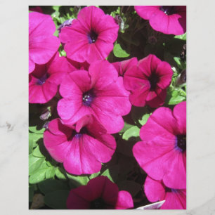 Lámina Muchas Petunias Purpúreas