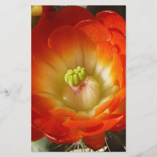 Lámina Naranja-Cactus-flor
