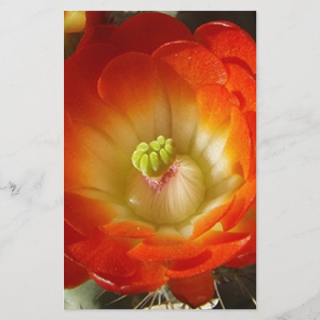 Lámina Naranja-Cactus-flor (Anverso)