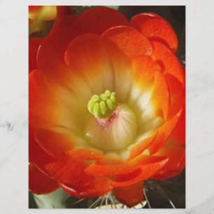 Lámina Naranja-Cactus-flor