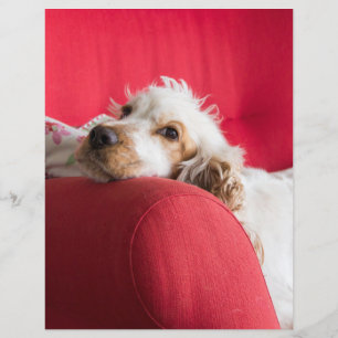 Lámina naranja de ecs y chillin blanco