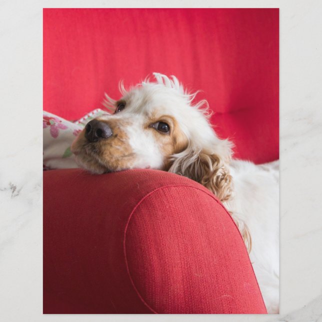 Lámina naranja de ecs y chillin blanco (Anverso)