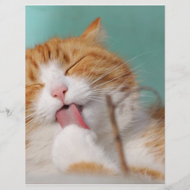 Lámina Naranja Kitty Licks (Anverso)