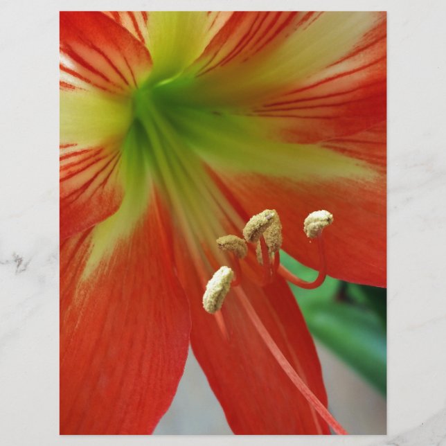 Lámina naranja lily (Anverso)
