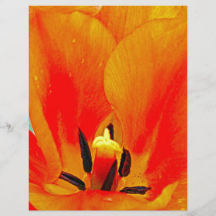 Lámina Naranja Tulip