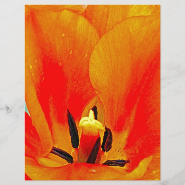 Lámina Naranja Tulip (Anverso)