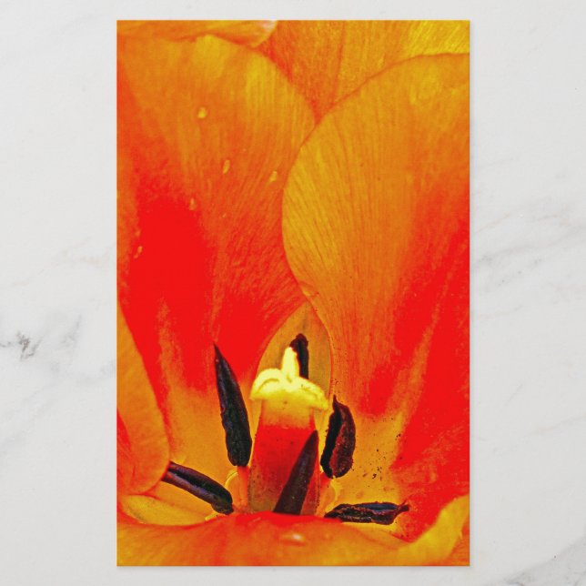 Lámina Naranja Tulip (Anverso)