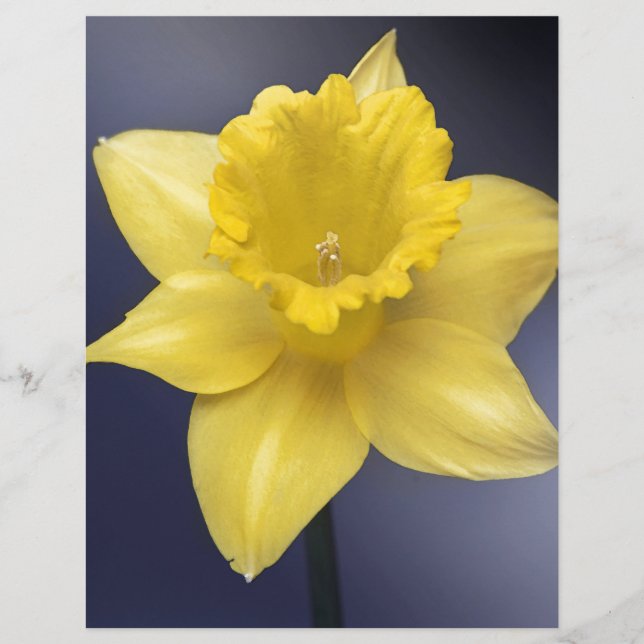 Lámina Narciso Amarillo Flor Flor Pintada acuarela floral (Anverso)