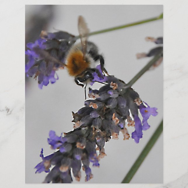 Lámina Naturas trabajadores maravillosos (Anverso)