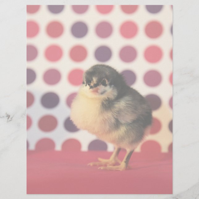 Lámina Negro Astralorp Chick (Anverso)