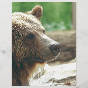 Lámina Ojos animales de la cara del oso adorable lindo de