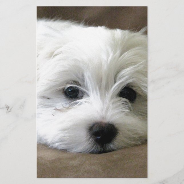 Lámina Ojos de Cachorro (Anverso)