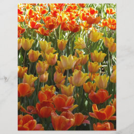 Lámina Orange-&-Yelow-Tulips.jpg