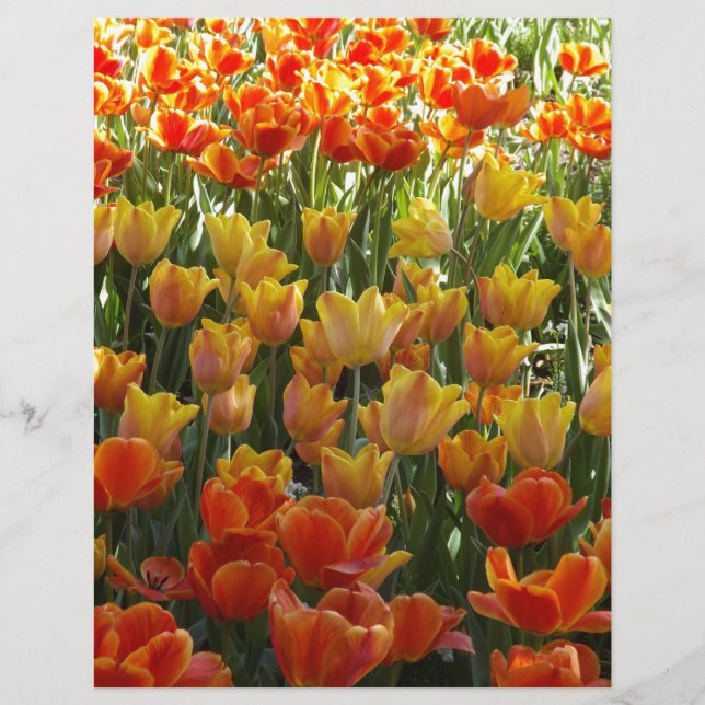 Lámina Orange-&-Yelow-Tulips.jpg (Anverso)