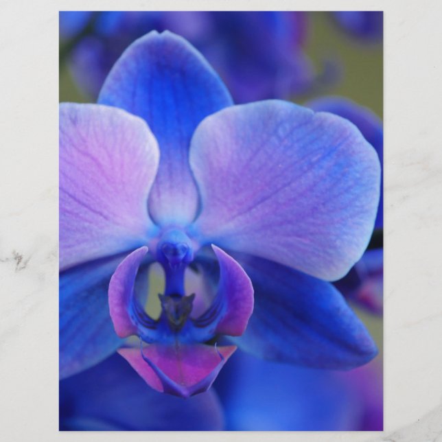 Lámina Orquídea azul y rosa (Anverso)