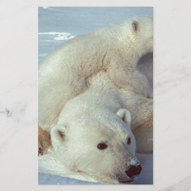Lámina Oso polar (Anverso)