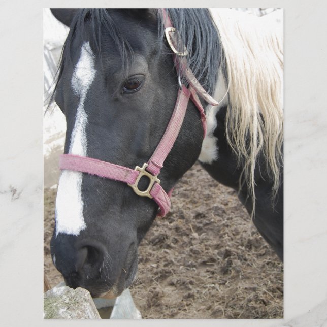 Lámina Paint Pinto Horse (Anverso)