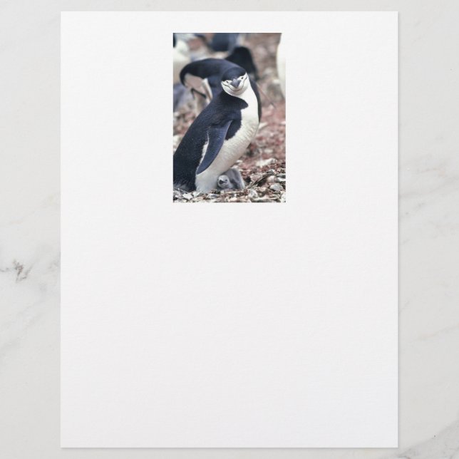 Lámina Pájaro pingüino animal morado agua blanca negra (Anverso)