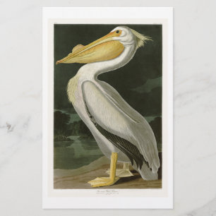 Lámina Pájaros blancos Pelícano John James Audubon de Amé
