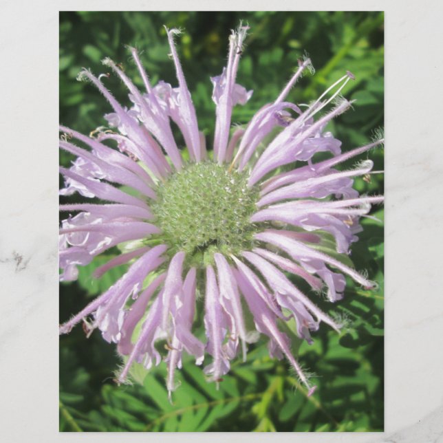 Lámina Palm morada de abejas (Anverso)