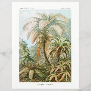 Lámina Palm Tree Ernst Haeckel papel tisular
