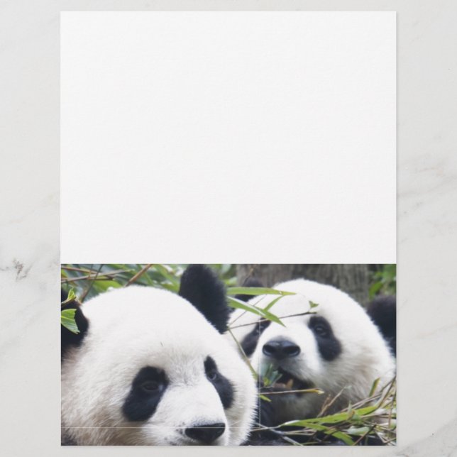 Lámina Panda Bears (Anverso)