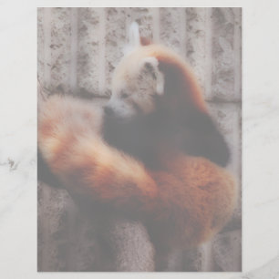 Lámina Panda rojo