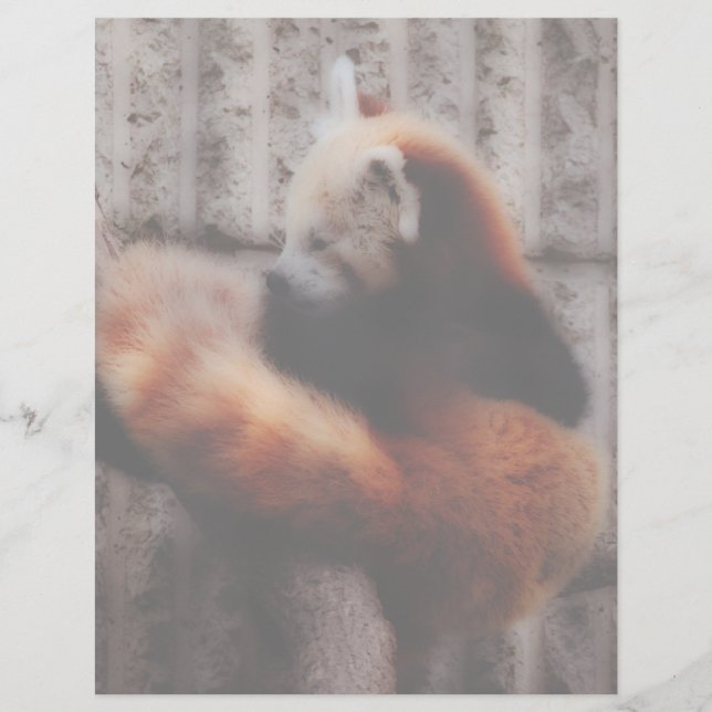 Lámina Panda rojo (Anverso)