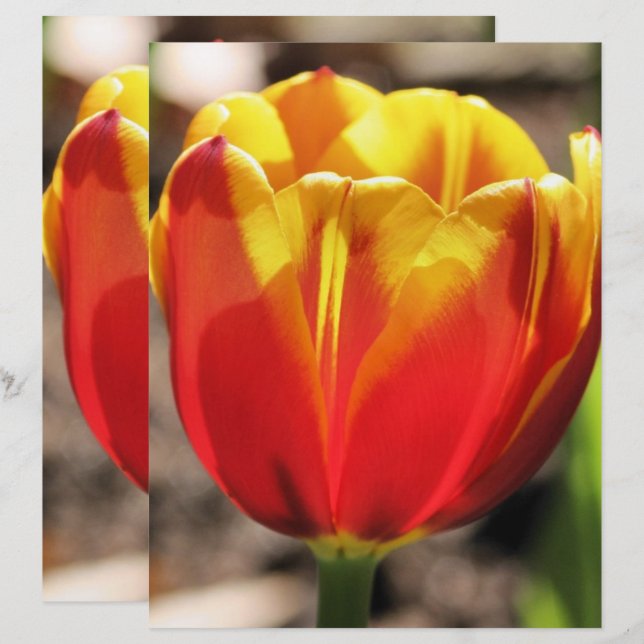 Lámina Papel carátulo de la flor de tulipán amarillo, Nar (Anverso / Reverso)