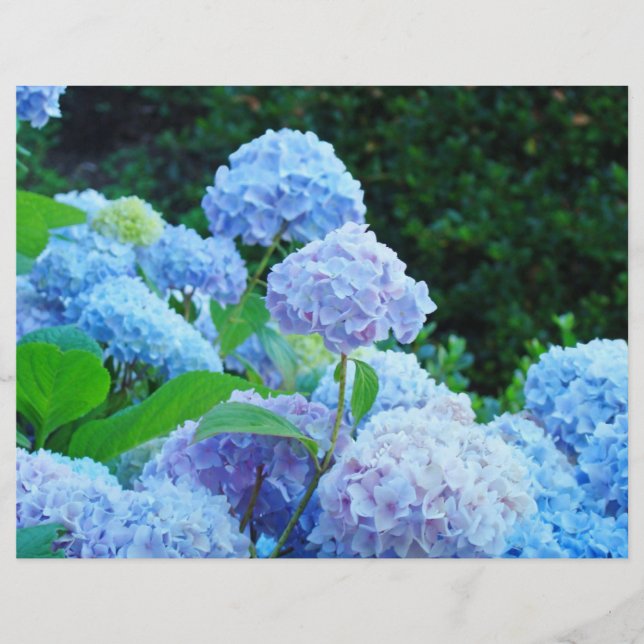 Lámina Papel de cartón azul Hydrangea Flores Jardín (Anverso)