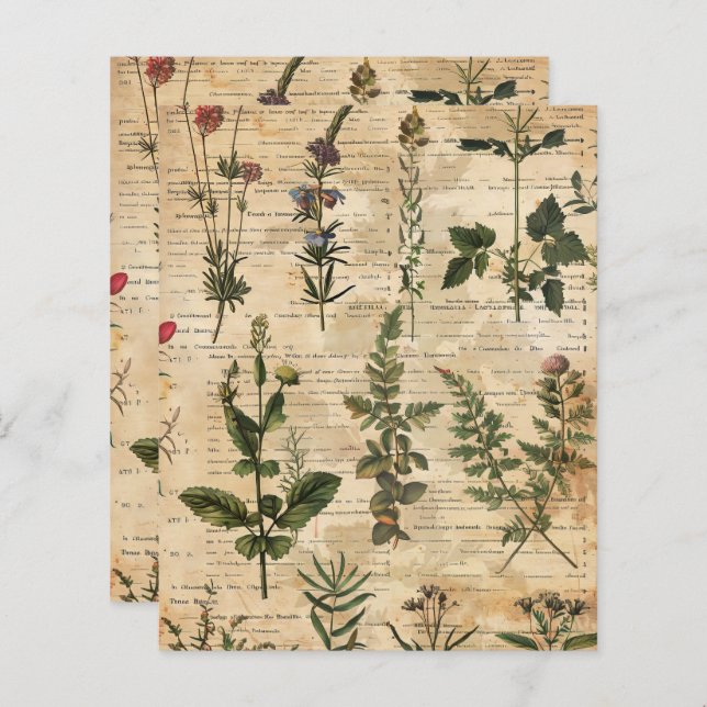 Lámina Papel de cartón de hierbas botánicas vintage (Anverso / Reverso)