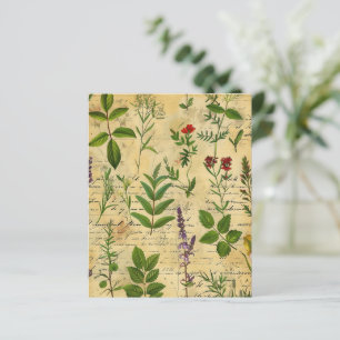 Lámina Papel de cartón de hierbas botánicas vintage