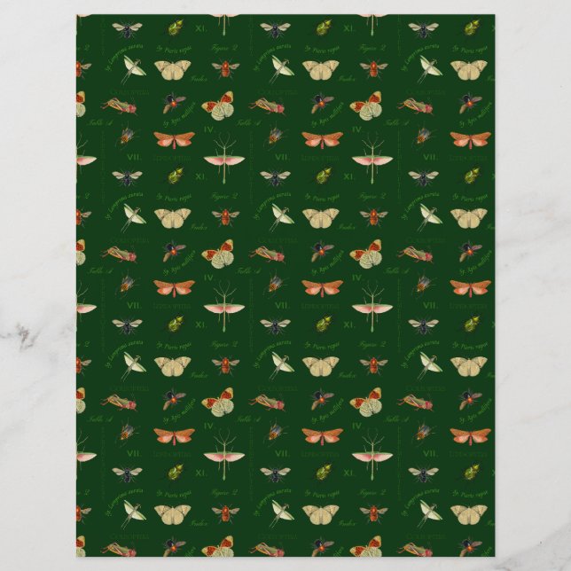 Lámina Papel de cartón de insectos vintage verde (Anverso)