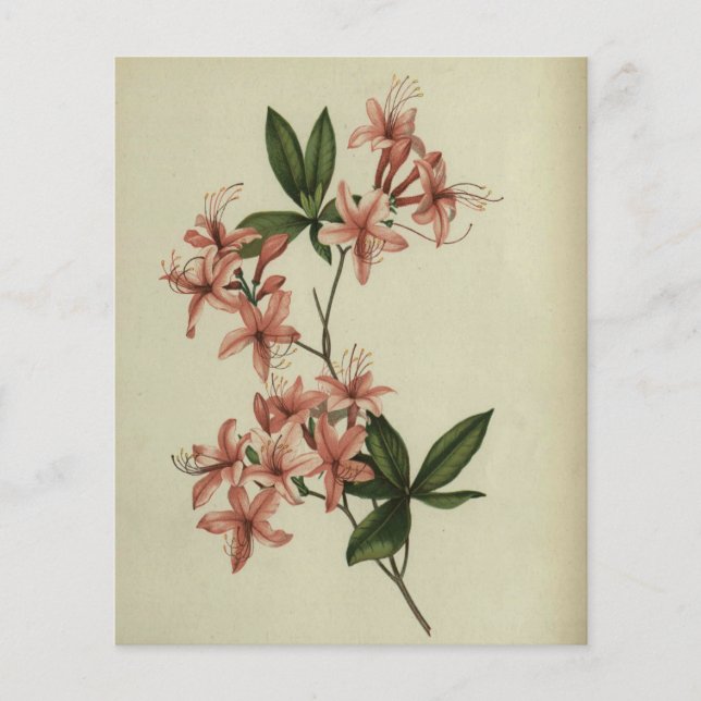 Lámina Papel de cuaderno de estudio de rododendros (Anverso)