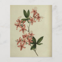 Papel de cuaderno de estudio de rododendros