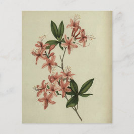 Lámina Papel de cuaderno de estudio de rododendros