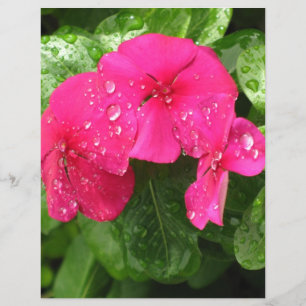Lámina Papel de reserva de cromos de las flores de primav