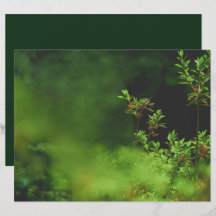 Papel de Scrapbook Bosque Verde Oscuro