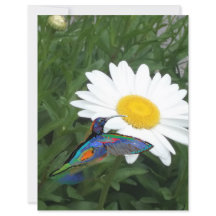 Papel de scrapbook con tema de colibrí 