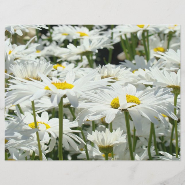 Lámina Papel de Scrapbook Temático de Flores de Margarita (Anverso)
